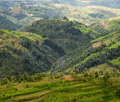 Qu’est-ce que le thé d’Assam et d’où vient-il?