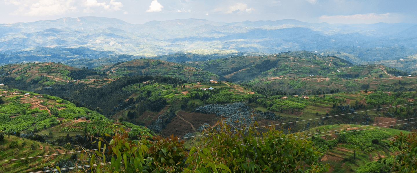 What is Assam tea, and where does it come from?